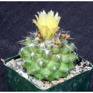 Copiapoa paposoensis 4-inch pots