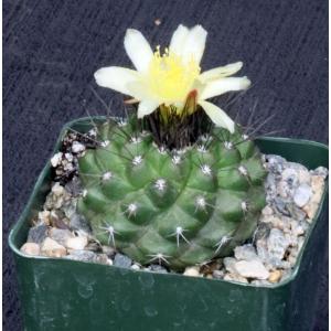 Copiapoa paposoensis 4-inch pots
