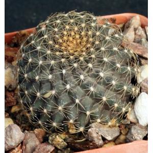 Copiapoa tenuissima 3-inch pots