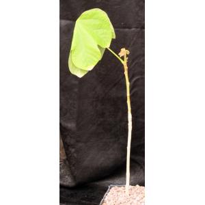 Cordia myxa one-gallon pots
