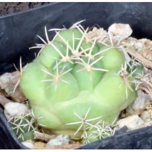 Coryphantha pycnacantha var. andreae 2-inch pots