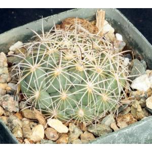 Coryphantha cornifera 4-inch pots