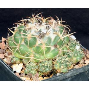 Coryphantha pycnacantha var. andreae 5-inch pots