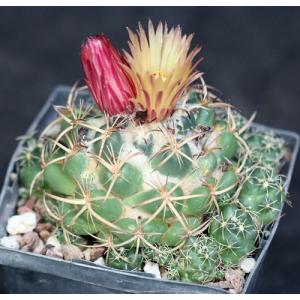 Coryphantha pycnacantha var. andreae 5-inch pots