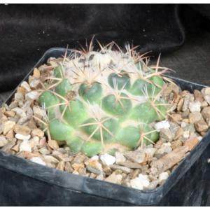 Coryphantha pycnacantha var. andreae one-gallon pots