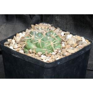 Coryphantha pycnacantha var. andreae one-gallon pots