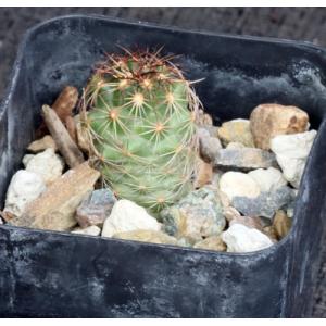 Coryphantha delaetiana 2-inch pots