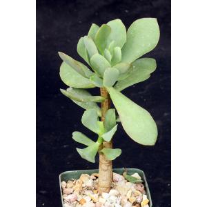 Cotyledon orbiculata var. oblonga 4-inch pots