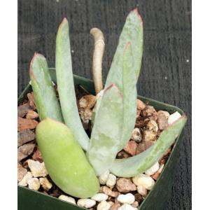 Cotyledon orbiculata var. orbiculata 4-inch pots