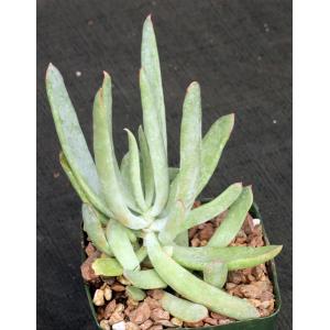 Cotyledon orbiculata var. orbiculata 5-inch pots