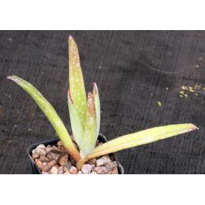Cotyledon orbiculata var. dactylopsis 2-inch pots