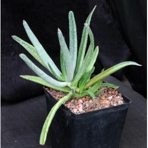 Cotyledon orbiculata var. dactylopsis one-gallon pots