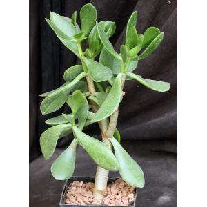 Cotyledon orbiculata var. oblonga 5-inch pots