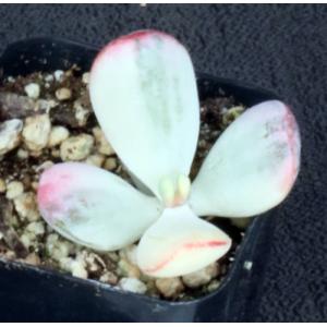 Cotyledon orbiculata (variegate) 2-inch pots