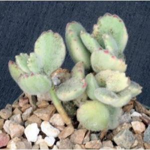 Cotyledon tomentosa ssp. ladismithensis (variegate) 4-inch pots
