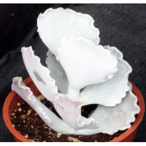 Cotyledon orbiculata fm undulata 4-inch pots