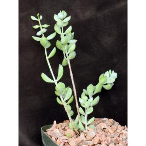 Cotyledon pendens 5-inch pots