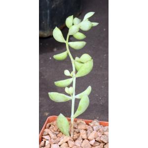 Cotyledon pendens 3-inch pots