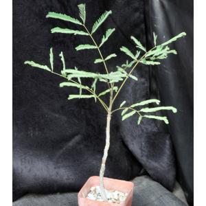 Covillea racemosa 4-inch pots