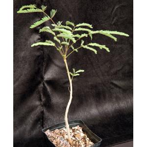 Covillea racemosa one-gallon pots