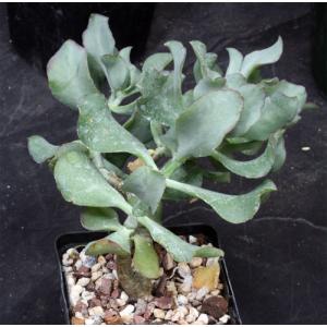 Crassula arborescens var. undulatifolia (WY-1089) 5-inch pots