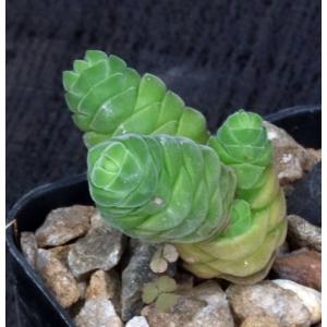 Crassula columella 2-inch pots