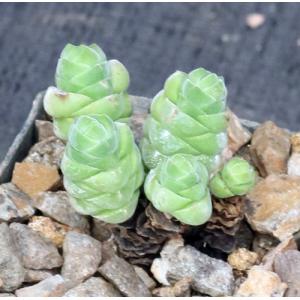 Crassula columella 3-inch pots