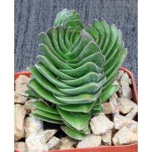 Crassula cv Buddha’s Temple 2-inch pots