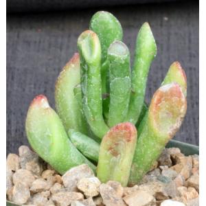 Crassula ovata cv Gollum 4-inch pots