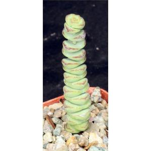 Crassula rupestris ssp. marnieriana 3-inch pots