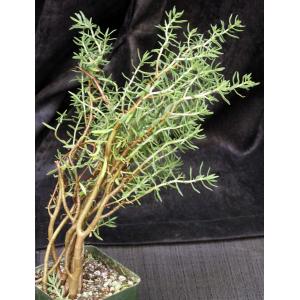 Crassula sarcocaulis ssp. sarcocaulis 4-inch pots
