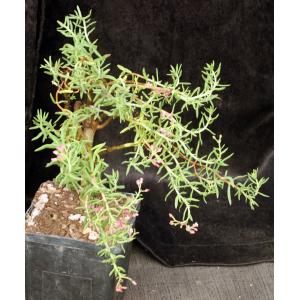 Crassula sarcocaulis ssp. sarcocaulis 5-inch pots