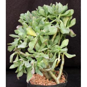 Crassula arborescens var. undulatifolia one-gallon pots