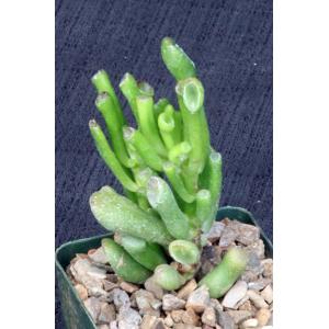 Crassula ovata cv Gollum 4-inch pots
