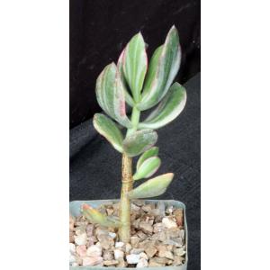 Crassula ovata cv Variegated Jade 4-inch pots