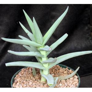 Crassula perfoliata 8-inch pots