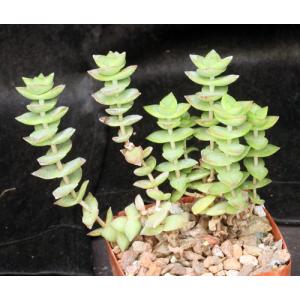 Crassula perforata 4-inch pots