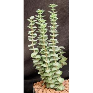 Crassula perforata 5-inch pots