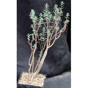 Crassula sarcocaulis ssp. sarcocaulis 5-inch pots