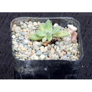 Crassula ausensis ssp. titanopsis 2-inch pots