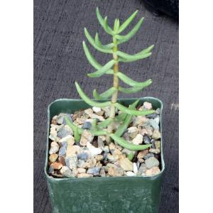 Crassula tetragona ssp. acutifolia 4-inch pots