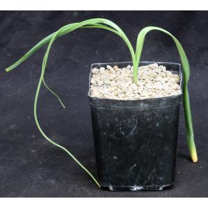 Crinum bulbispermum one-gallon pots