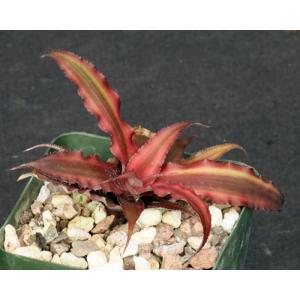 Cryptanthus bivittatus cv Red Star 4-inch pots