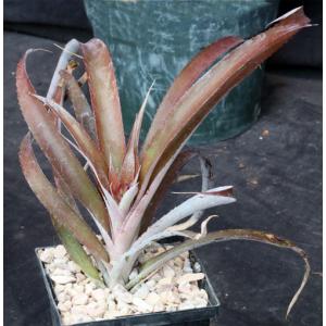 Cryptbergia ‘Red Burst‘ 5-inch pots