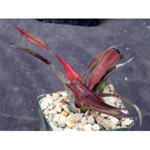 Cryptbergia ‘Red Star‘ 4-inch pots