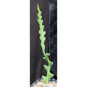 Cryptocereus anthonyanus 5-inch pots