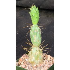 Cumulopuntia chichensis 4-inch pots