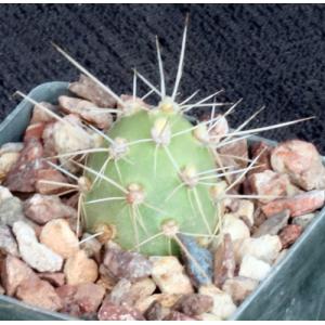 Cumulopuntia sphaerica fm sulfurea 3-inch pots