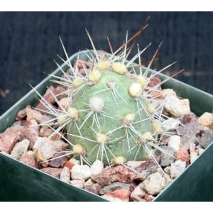 Cumulopuntia sphaerica fm sulfurea 4-inch pots