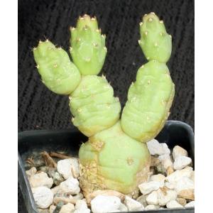 Cumulopuntia boliviana 3-inch pots